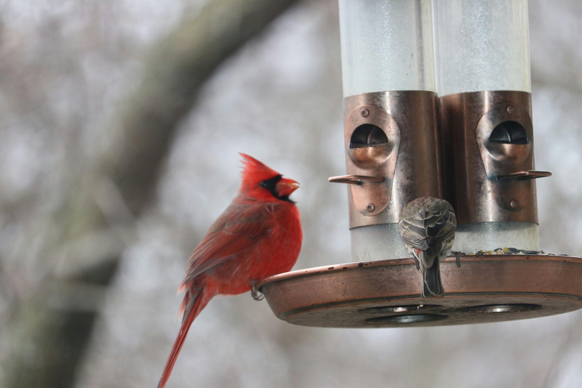 Free stock photo of Cardinal Bird