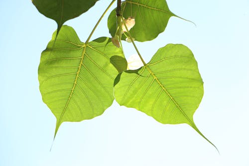 녹색, 담마, 마타라의 무료 스톡 사진