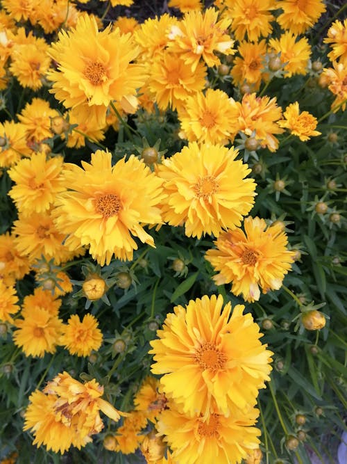 Free Yellow Flowers  Stock Photo