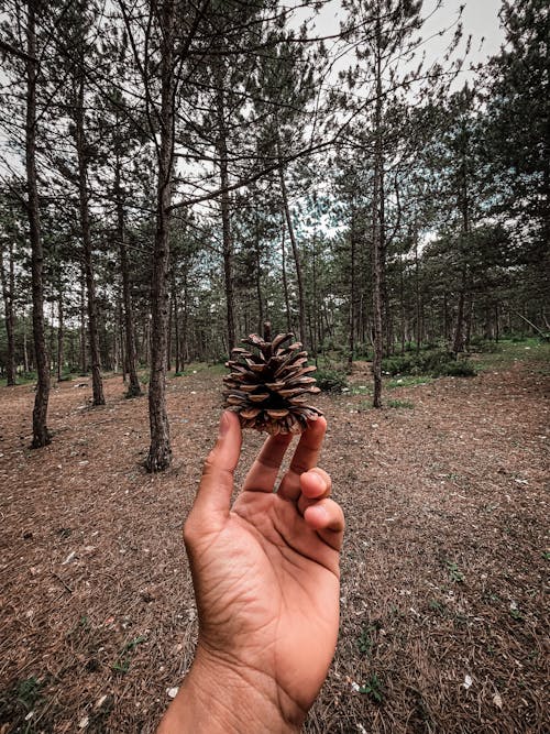 Free A Hand Holding a Pine Cone  Stock Photo
