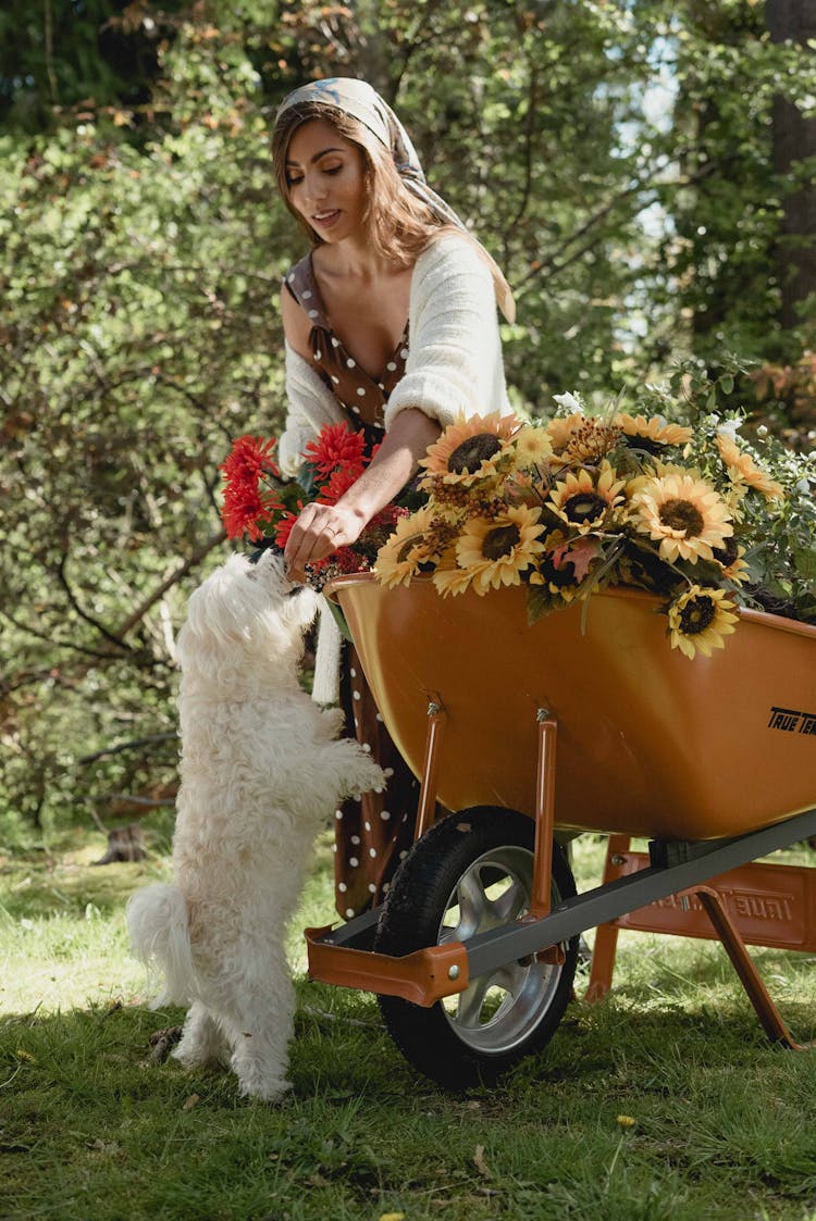  Woman Giving A Treat To A White Dog And A Wheelbarrow With Sunflowers 