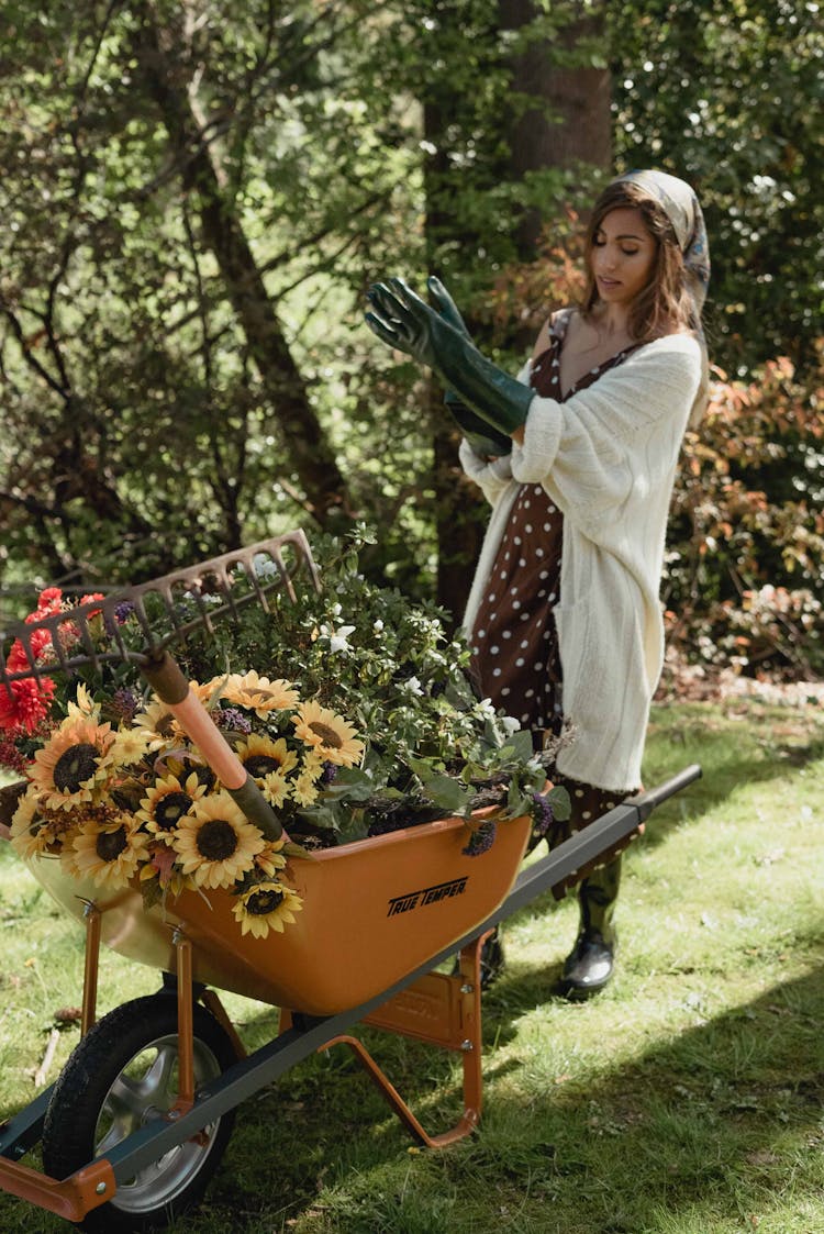 Woman With Sunflowers On Barrow Putting On Green Garden Gloves 