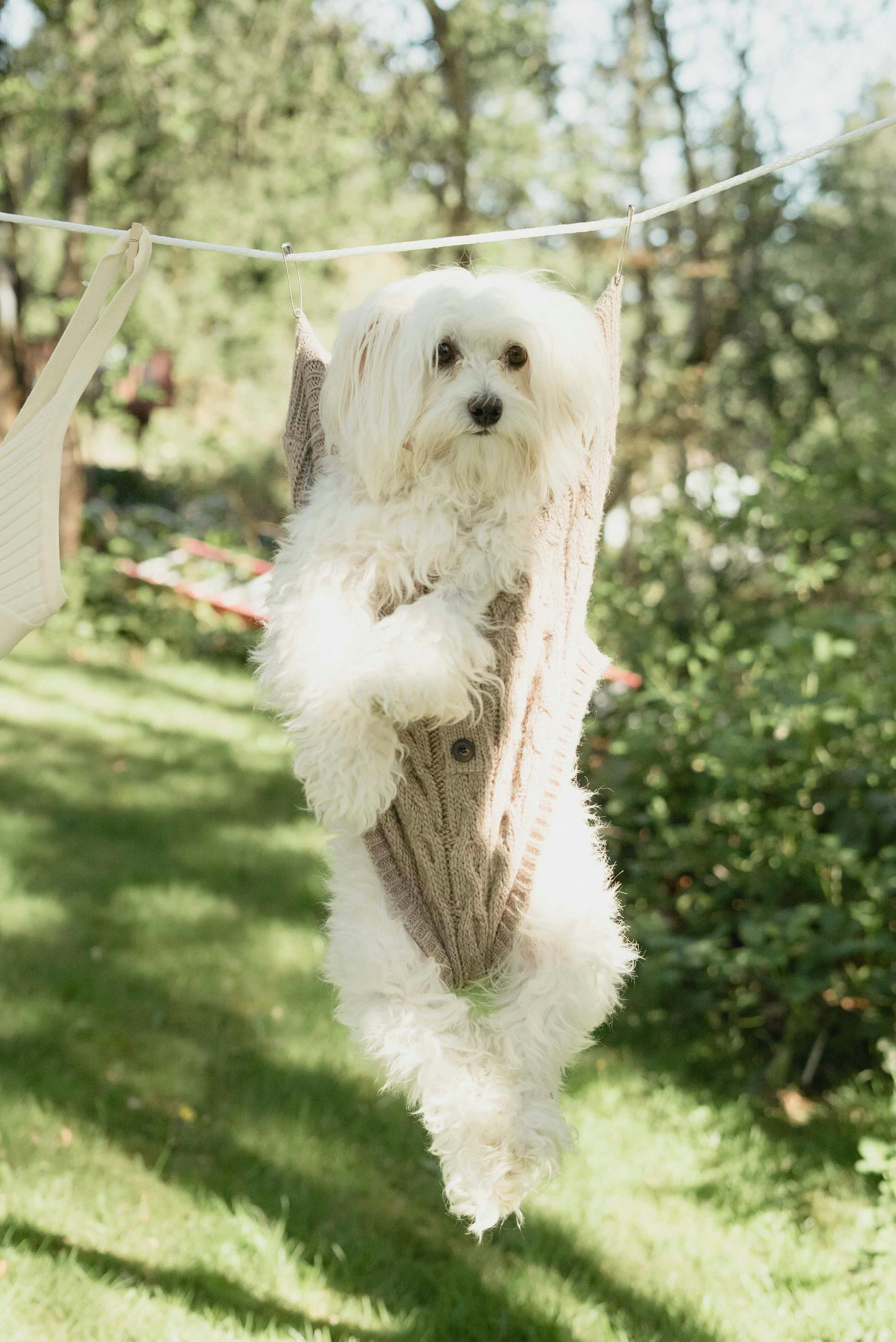 white tibetan terrier