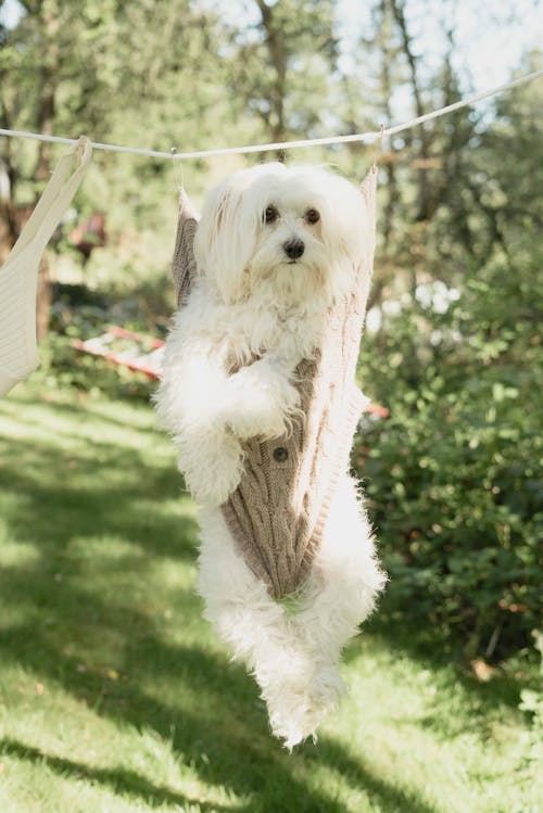 Foto d'estoc gratuïta de adorable, animal divertit, animal domèstic