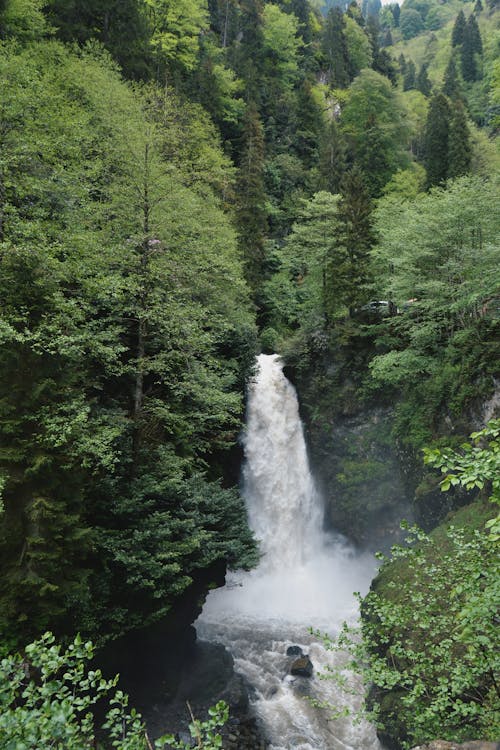 A Waterfalls in the Middle of Green Trees in the Forest