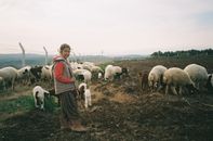 Free stock photo of adult, agriculture, baby sheep