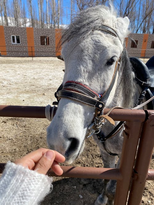 Woman hand caressing nose of horse standing in paddock