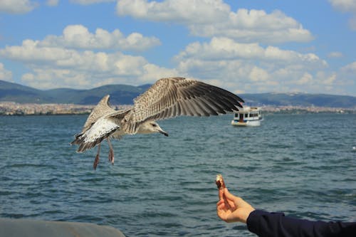 Základová fotografie zdarma na téma chleba, detail, držení