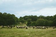 Herd of Sheep on Green Grass Field