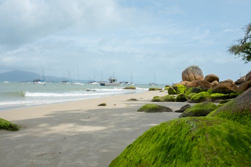 Free Mossy Boulders on Shore  Stock Photo