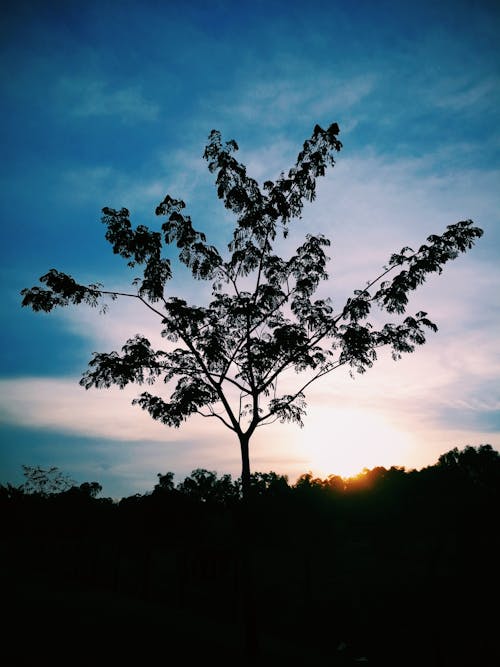 Free Silhouette Photo of Tree Stock Photo