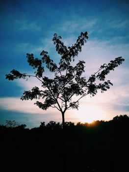 在宁静的乡村环境中，独特的树木轮廓映衬着色彩鲜艳的戏剧性日落