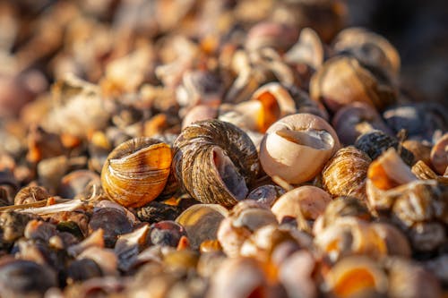 Bunch of hard seashells placed on shore in coastal area with bright sunlight on summer day in nature against blurred background