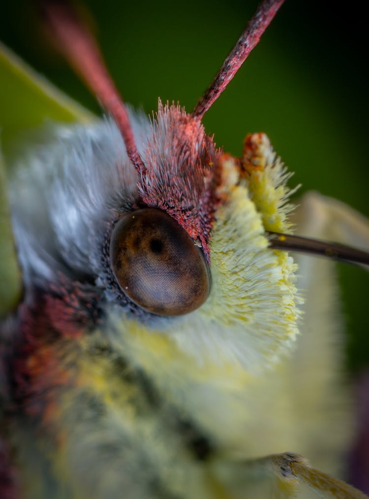 Head Of Wild Butterfly In Nature