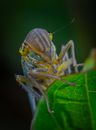 Leafhopper sitting on green leaf