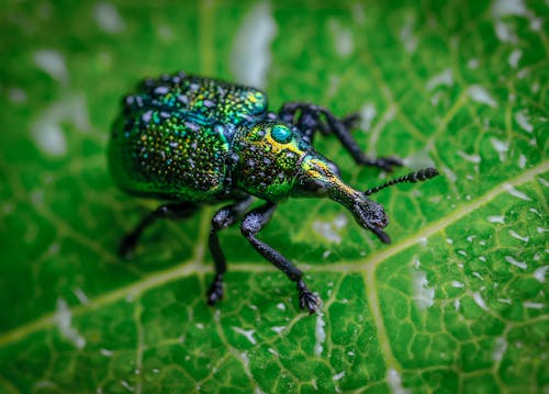 Бесплатное стоковое фото с beetle, антенна, макросъемка
