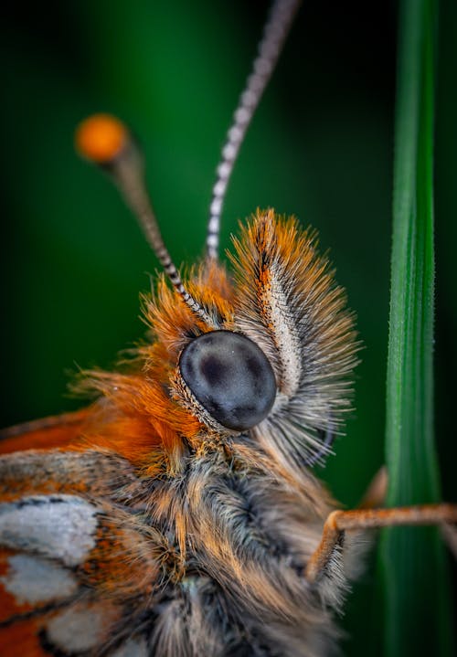 Δωρεάν στοκ φωτογραφιών με beetle, αντένα, έντομο