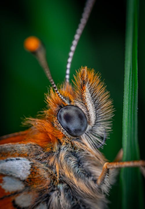 Бесплатное стоковое фото с beetle, антенна, макросъемка