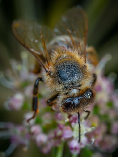 Gratuit Photos gratuites de abeille, ailes, chevelu Photos