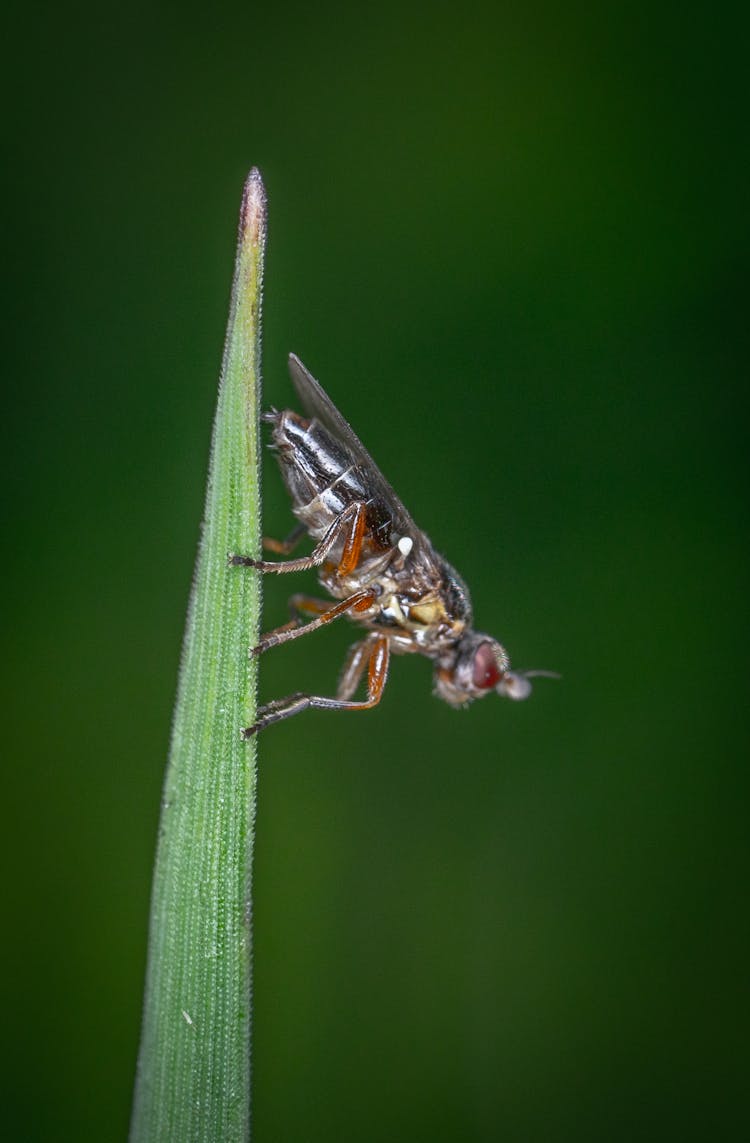 Olive Fruit Fly In Macro Photography