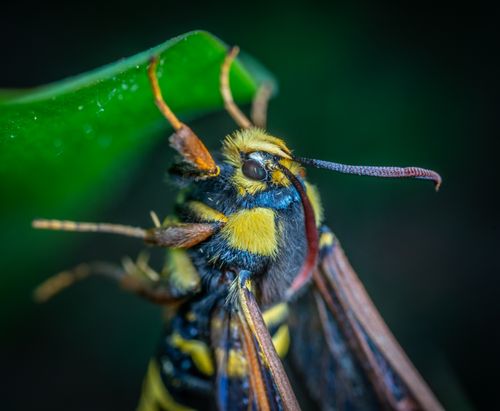 Free Detailed macro shot of a hornet moth perched on a green leaf highlighting its vibrant colors. Stock Photo