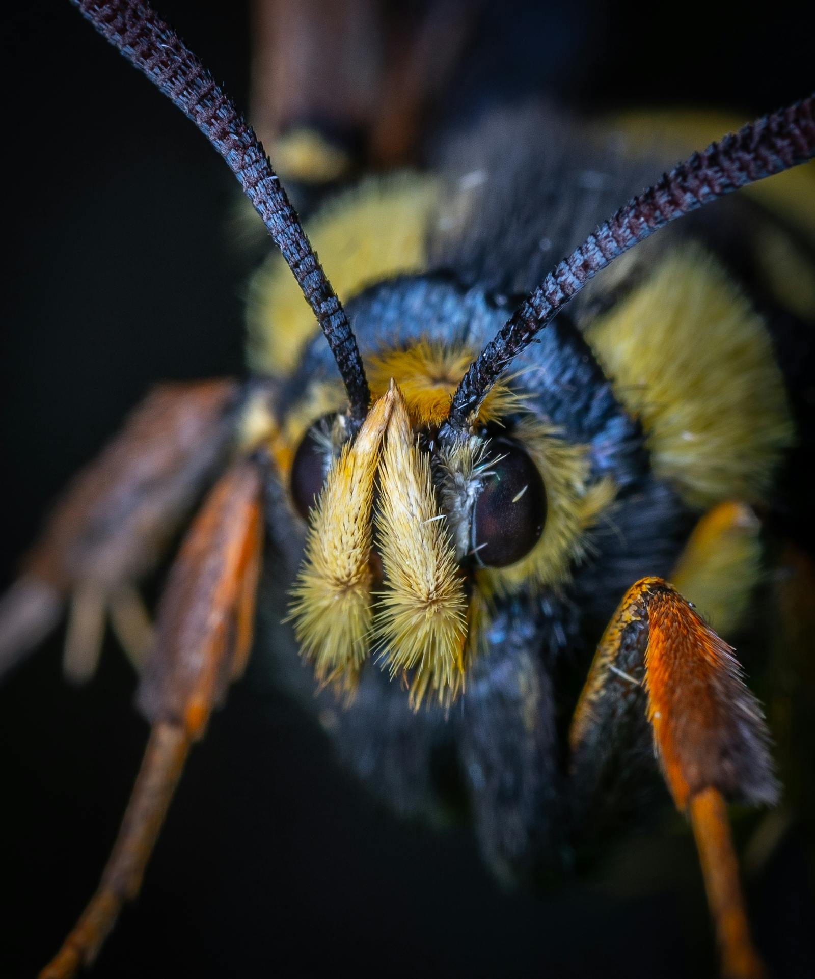 普通黄蜂 黄蜂 昆虫 - Pixabay上的免费照片 - Pixabay