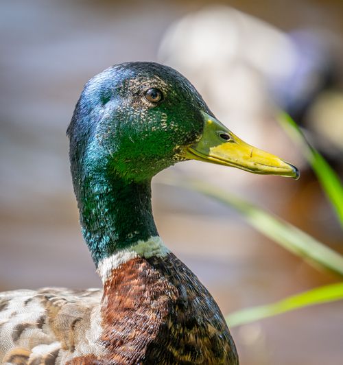 Free Sharp close-up of a vibrant male mallard duck showcasing its colorful plumage and beak. Stock Photo