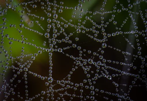 Close-up of a spider web with dew droplets glistening in natural light.
