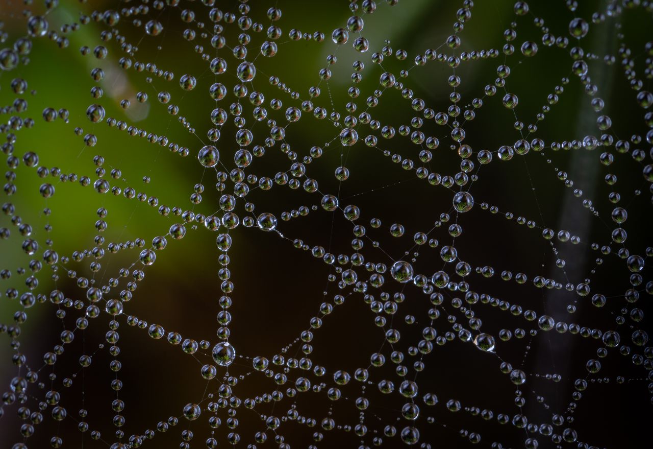 close up of a spider web with dew droplets glistening in natural light