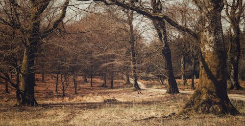 Ingyenes stockfotó ágak, barna, erdő témában Stockfotó