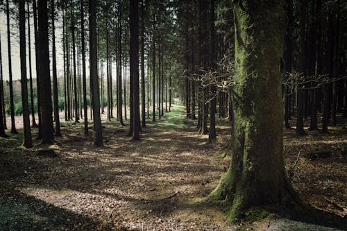 Základová fotografie zdarma na téma fotografie přírody, kmeny, les