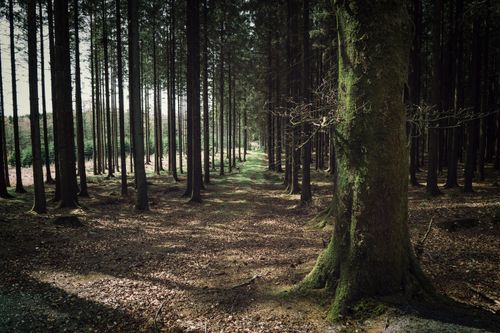 Free A serene forest scene with tall pine trees and a moss-covered trunk on a quiet path. Stock Photo