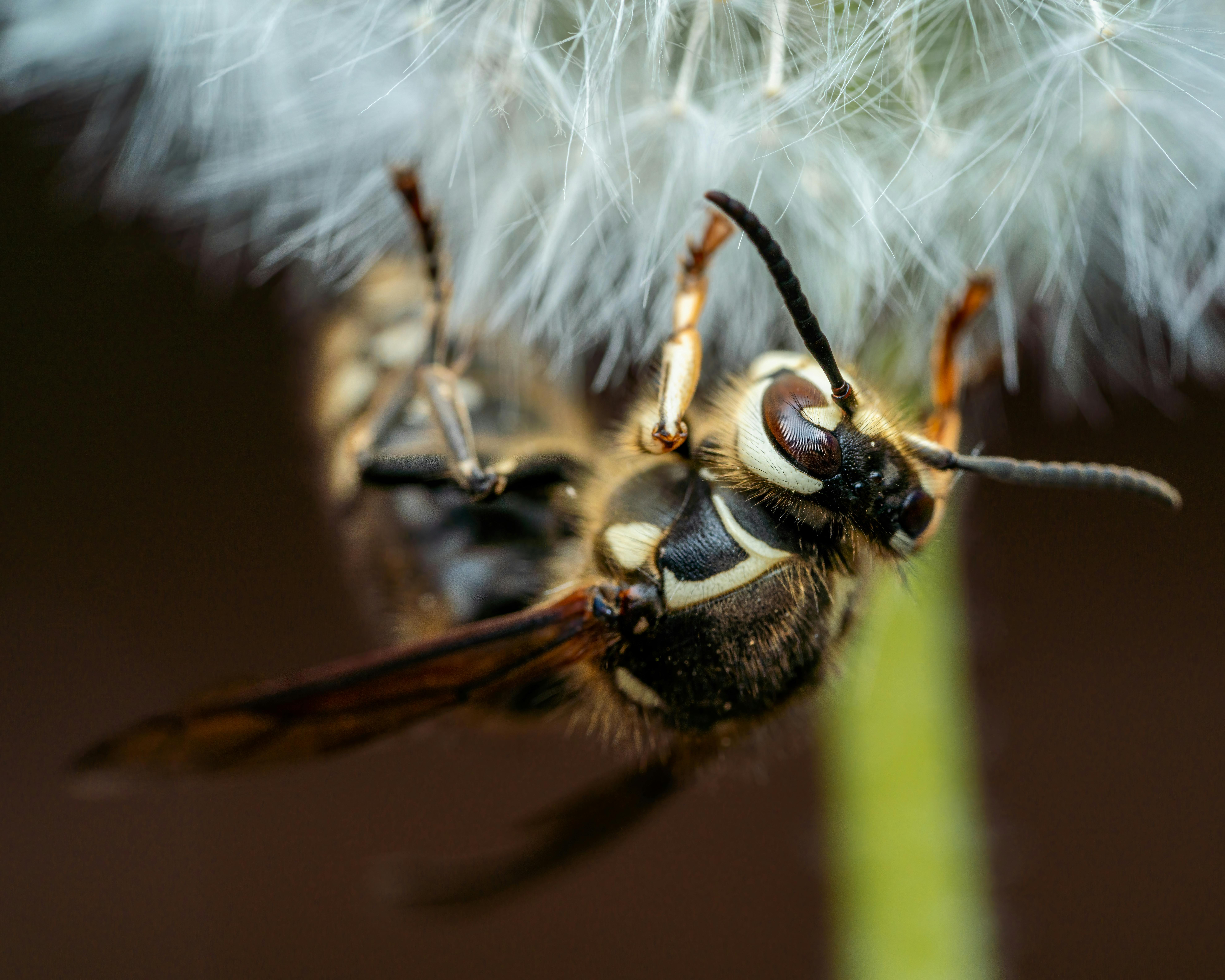 Photos gratuites de @extérieur, ailes, anatomie des insectes
