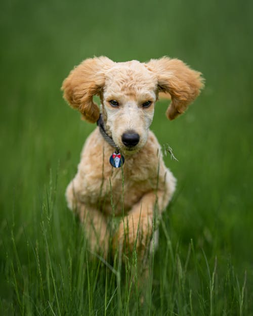 Foto profissional grátis de acasalar, cachorro, canidae