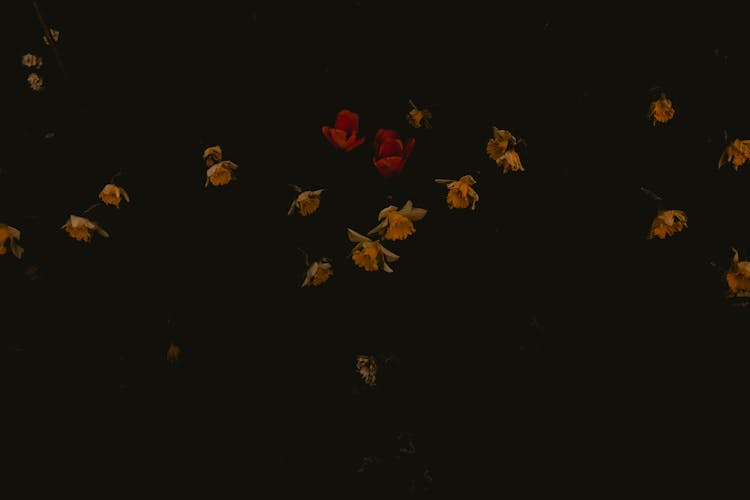 Dried Flowers On Black Surface 