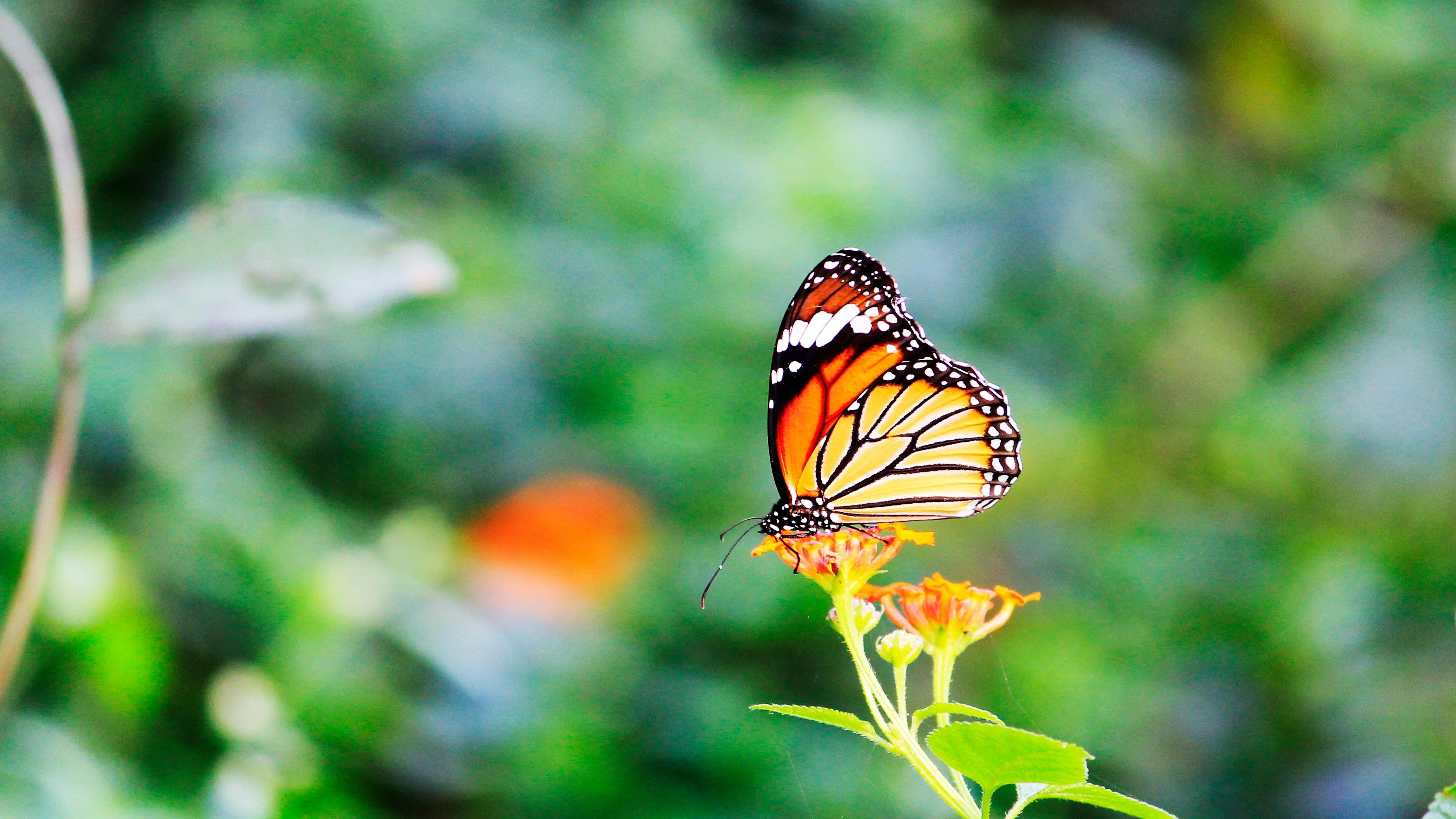 Free stock photo of #monarchbutterfly, The butterfly is a flying flower., The flower a tethered butterfly.