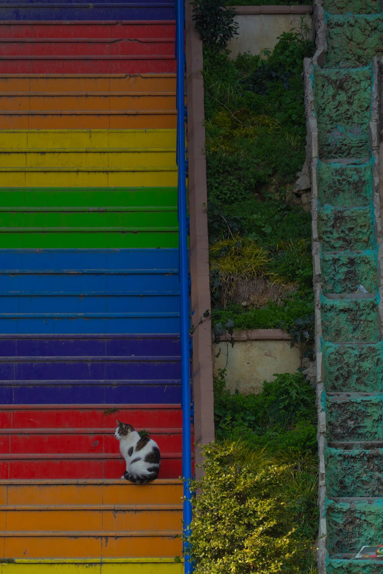 Cat Sitting On Multicoloured Steps