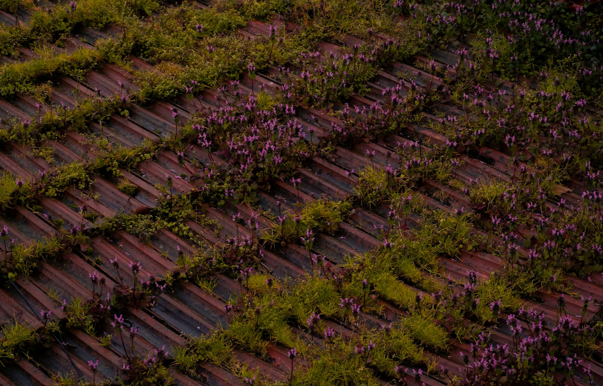 Flowers Planted on Rooftop