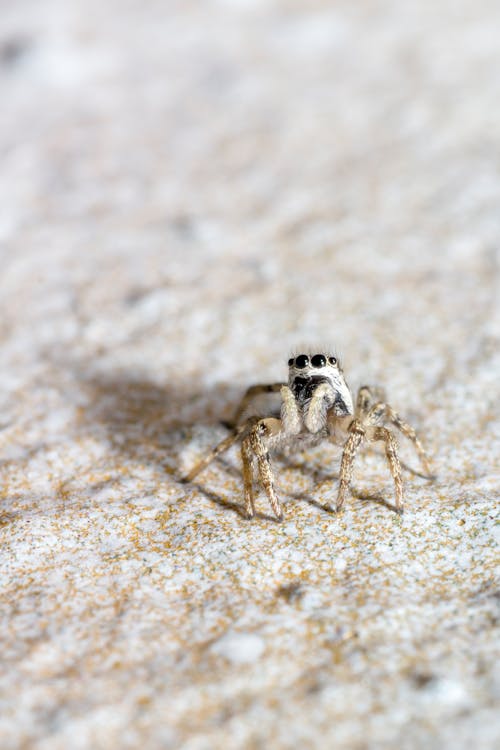 Close-up of Spider