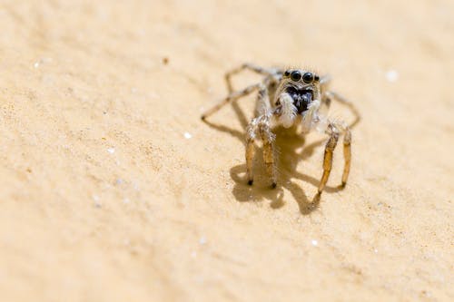 Δωρεάν στοκ φωτογραφιών με macro, αράχνη που πηδάει, αραχνοειδές έντομο Φωτογραφία από στοκ φωτογραφιών