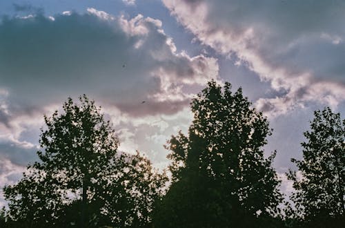 Trees Under Cloudy Skies 