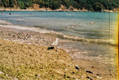 Gulls on a Beach