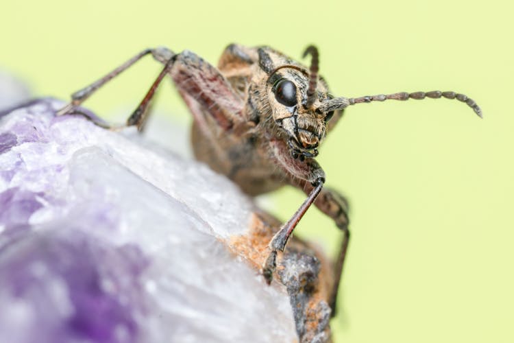 Macro Shot Of A Black Spotted Longhorn Beetle