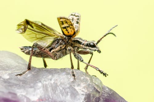 Brown and Black Insect on a Rock