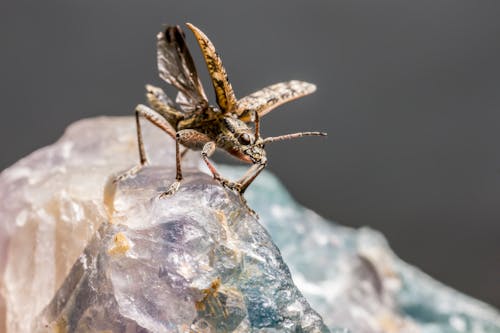 Fotos de stock gratuitas de entomología, escarabajo de cuernos largos con manchas negras, fotografía de animales