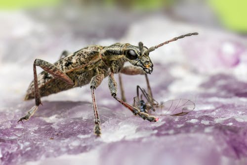 Foto stok gratis backgound kabur, beetle, fotografi serangga