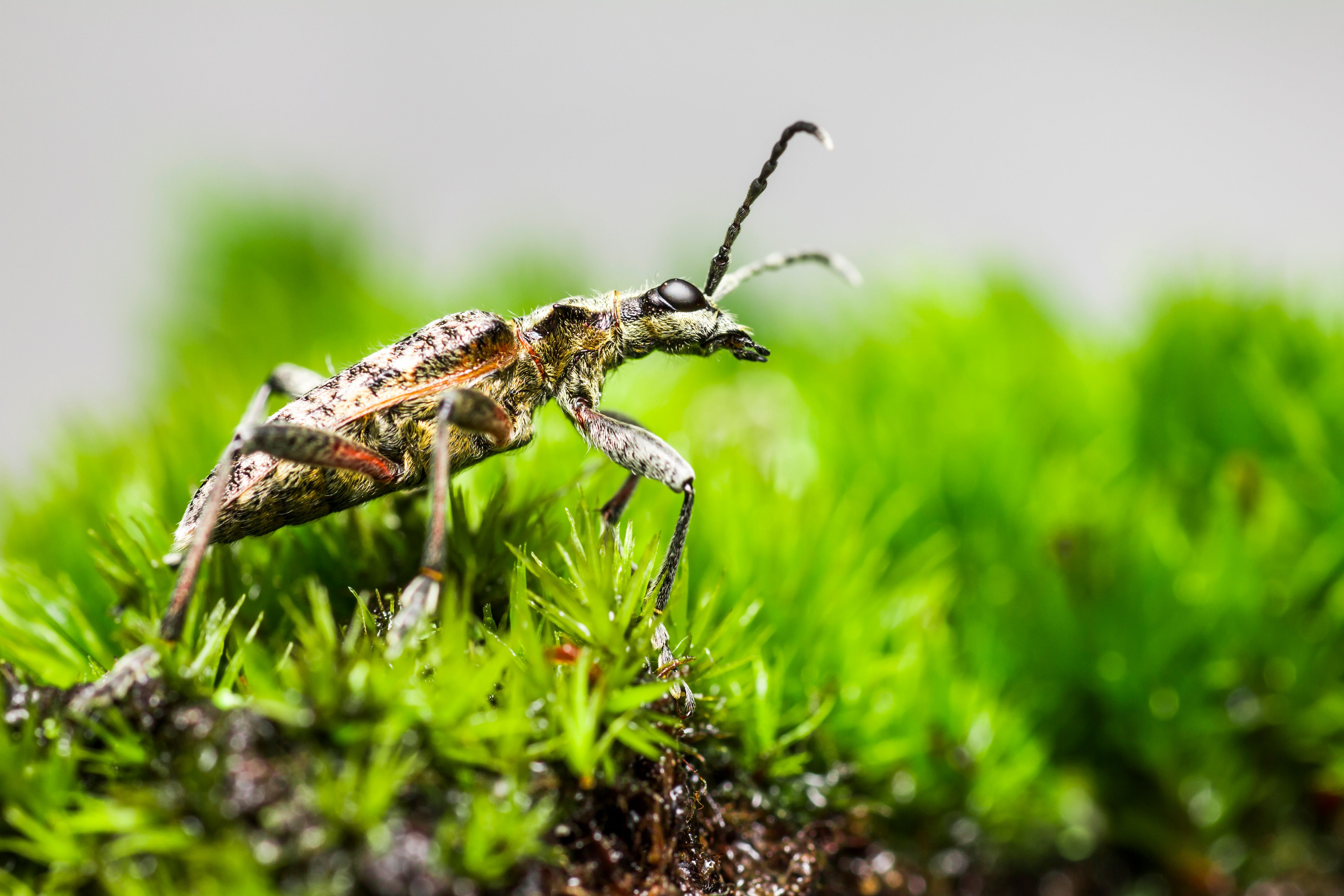 Insect on Green Grass · Free Stock Photo