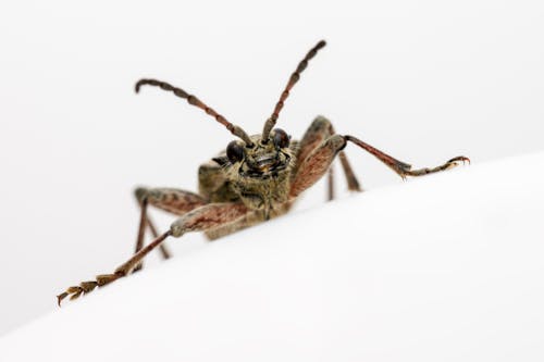 бесплатная Бесплатное стоковое фото с beetle, rhagium mordax, белый фон Стоковое фото