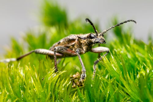 бесплатная Бесплатное стоковое фото с beetle, rhagium mordax, антенны Стоковое фото