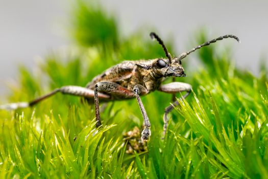 Detailed close-up of a black spotted longhorn beetle on vibrant green grass, showcasing its unique features.